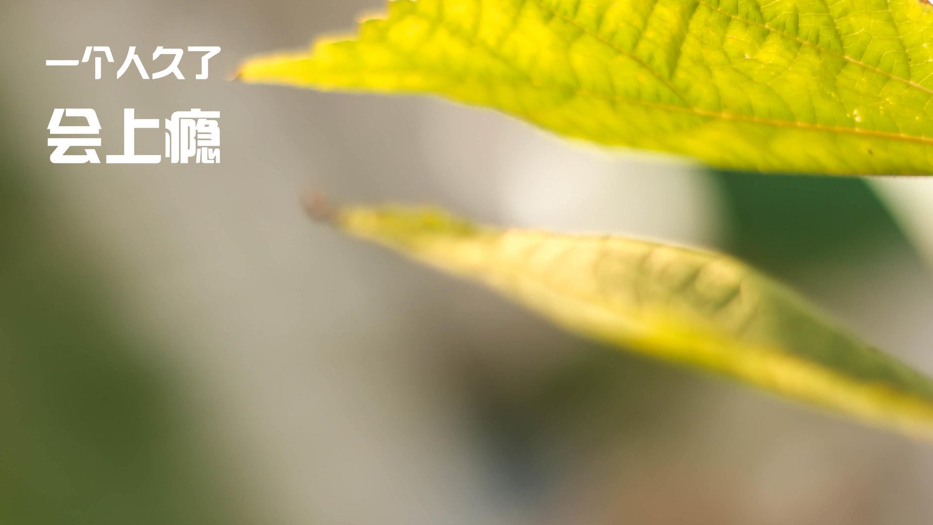 玻利维亚逆袭丹麦，节奏大师的胜利，戈麦斯封神之夜