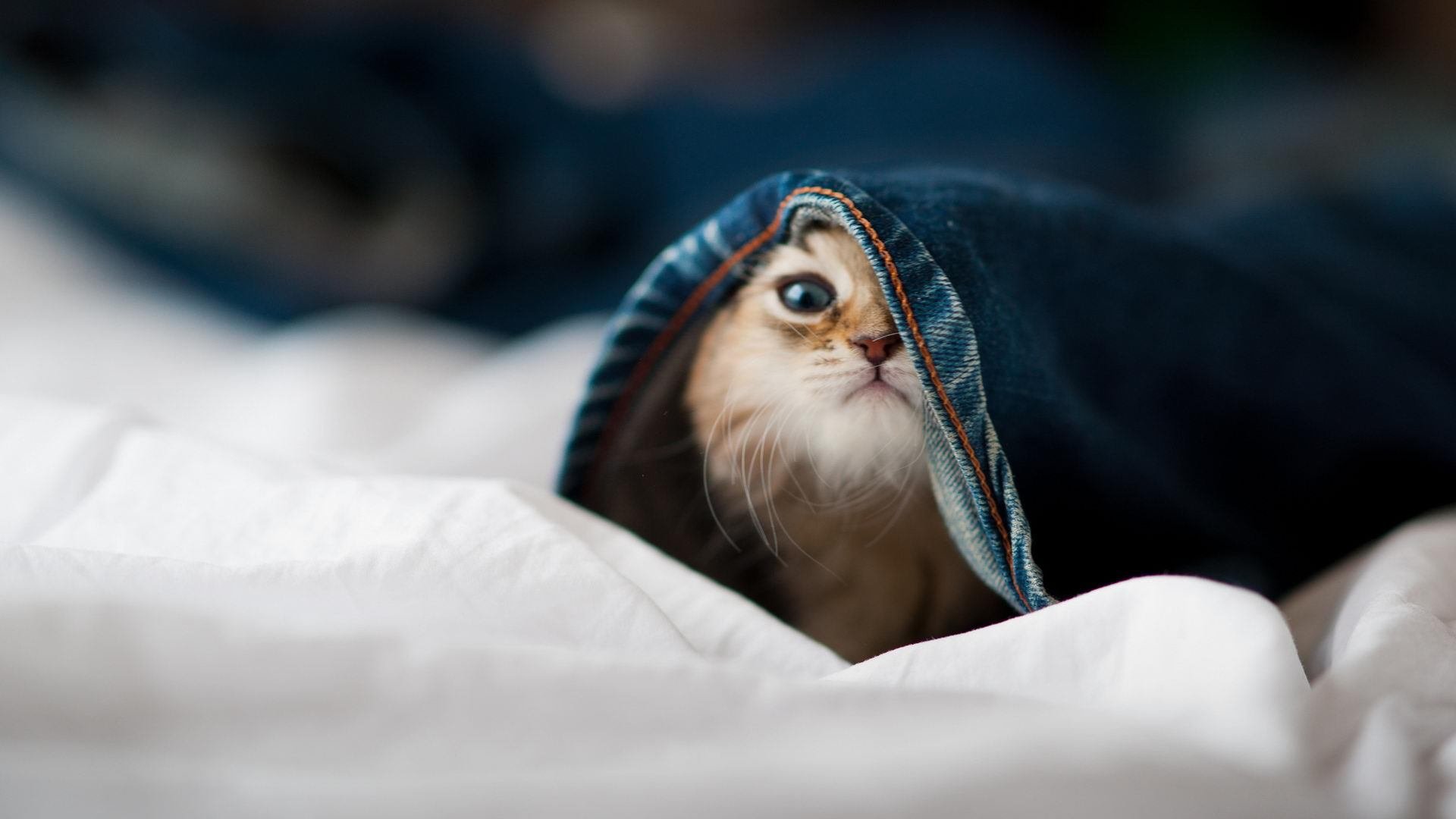 绝杀时刻，竞技体育的永恒宿命