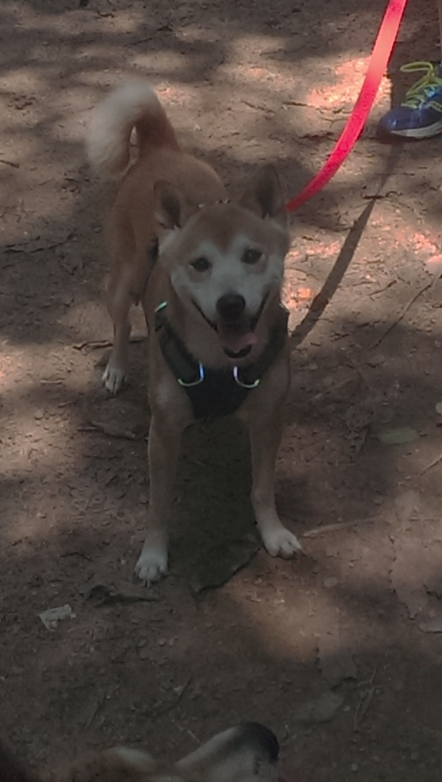 9you娱乐-雄鹿鏖战掘金，班凯罗在年度焦点之战接管比赛