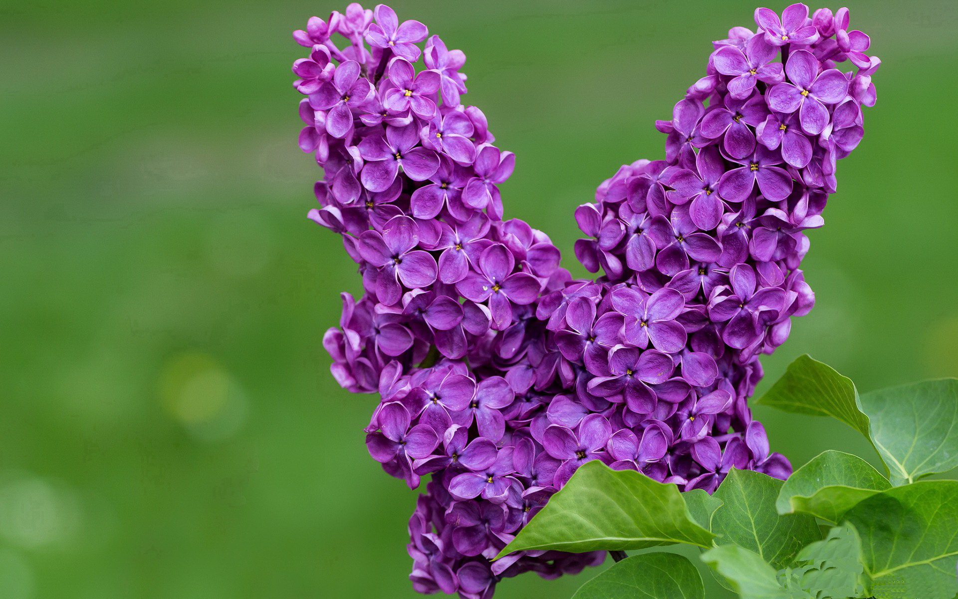 九游娱乐官方网站-灰熊磨盘绞杀北京队，哈利伯顿利刃出鞘定乾坤